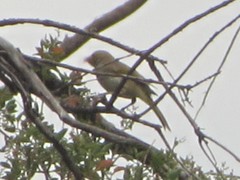 Ptilotula penicillata