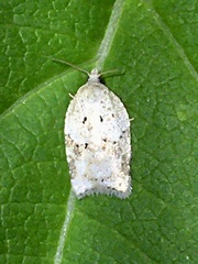Acleris placidana