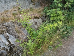 Cotoneaster bullatus