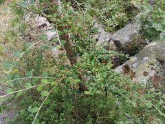 Cotoneaster dielsianus