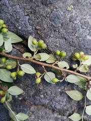 Cotoneaster dielsianus