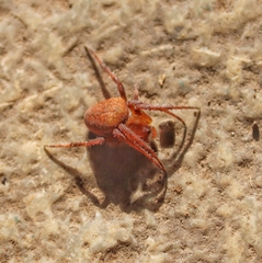 Neoscona bengalensis