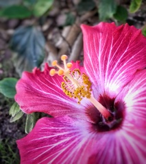 Hibiscus rosa-sinensis