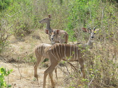 Tragelaphus imberbis