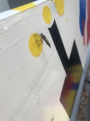 Neomochtherus pallipes