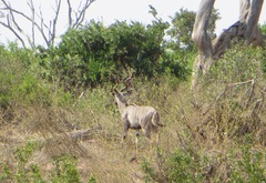 Tragelaphus imberbis