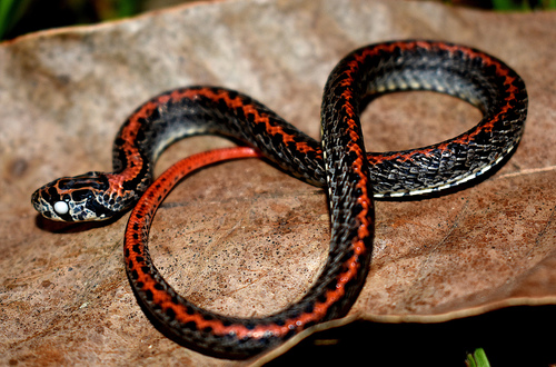 Perkin's Short-headed Snake