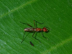 Grammicomyia