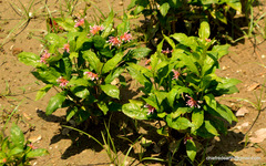 Rauvolfia serpentina