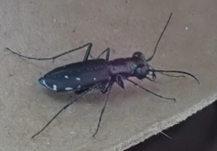 Cicindela punctulata punctulata