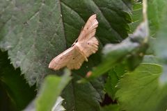 Idaea emarginata