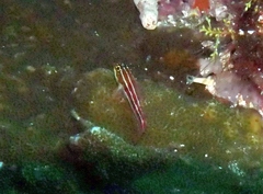 Helcogramma striata
