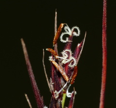 Schoenus cuspidatus