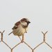 East Mediterranean House Sparrow - Photo (c) Александр Гончаров, some rights reserved (CC BY-NC), uploaded by Александр Гончаров