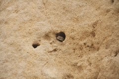 Mediodactylus orientalis