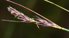 Schoenus cuspidatus