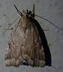 Cutina albopunctella