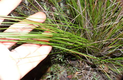 Schoenus cuspidatus