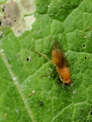 Psila fimetaria