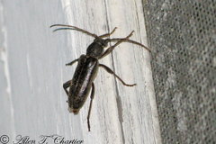 Trichoferus