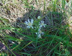 Solidago ptarmicoides