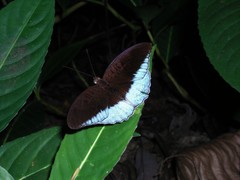 Tanaecia iapis puseda