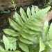 Woodwardia areolata - Photo (c) abelkinser, μερικά δικαιώματα διατηρούνται (CC BY-NC)
