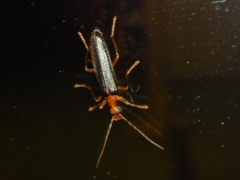 Nacerdes carniolica