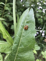 Harmonia axyridis