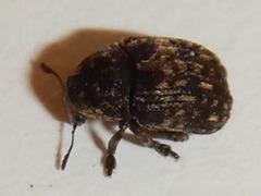 Anthribus nebulosus
