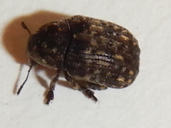 Anthribus nebulosus