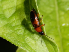 Stenolophus teutonus