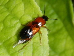 Stenolophus teutonus