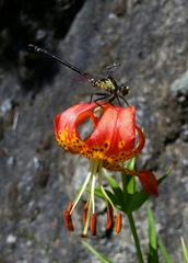 Octogomphus specularis
