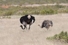 Struthio molybdophanes