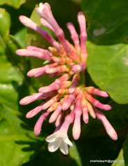 Rauvolfia serpentina