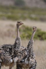 Struthio molybdophanes