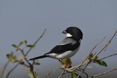 Lanius dorsalis
