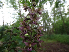 Epipactis atrorubens