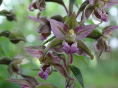 Epipactis atrorubens