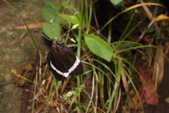 Pidorus atratus