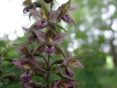 Epipactis atrorubens