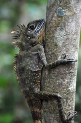 Gonocephalus sophiae