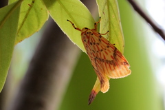 Barsine striata