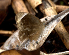Mycalesis anaxias