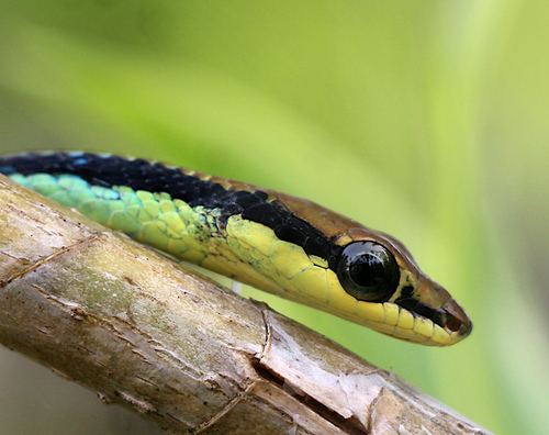 Photo of a Maren's Bronzeback (Dendrelaphis marenae)