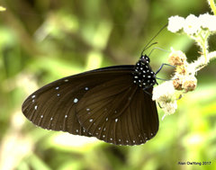 Euploea mulciber mulciber