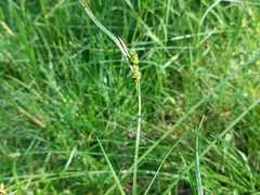Carex pallescens