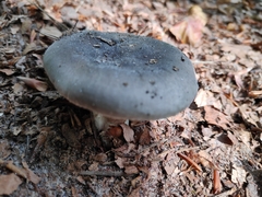 Russula