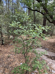 Frangula betulifolia